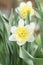 Narcissus tazetta paperwhite, bunch-flowered narcissus, Bunch-flowered Daffodil, polyanthus narcissus macro. soft yellow backgroud
