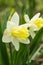 Narcissus tazetta paperwhite, bunch-flowered narcissus, Bunch-flowered Daffodil, polyanthus narcissus macro. soft yellow backgroud