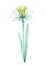 Narcissus transparent flower