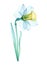 Narcissus transparent flower