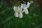 Narcissus triandrus white flowers