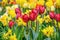 Narcissus and Tulips Flowerbed