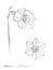 Narcissus vector beautiful flower graphic vector illustration.