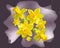 Narcissus Vector, isolated flower
