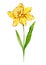 Narcissus Watercolor Illustration. Narcissus flower isolated on white. December Birth Month Flower