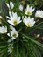 Narcissus, white daffodils in the garden