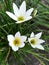 Narcissus, white daffodils and leaves in the garden