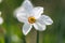 Narcissus white flower close up