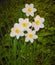 Narcissus. white flowers with yellow middle on green foliage