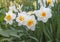 Narcissus. white flowers with yellow middle on green foliage