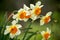 Narcissus white yellow flower macro for background