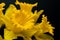Narcissus yellow daffodil jonquilla