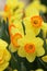 Narcissus Yellow daffodils