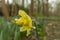 Narcissus yellow flower in green grass in spring cloudy morning