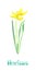 Narcissus yellow flower isolated on white hand painted watercolor illustration
