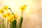 Narcissus yellow flowers in the springtime. Easter greeting card. Copy space for text