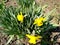 Narcissus yellow spring grow in garden park