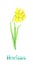 Narcissus yellow terry flower isolated on white hand painted watercolor illustration