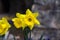 Narcissuses in a flowerbed seen up close