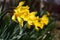 Narcissuses. Yellow flowers and green leaves.