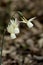 Narcisus triandrus or Angel`s tears flowers