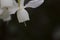 Narcisus triandrus white flower