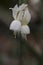 Narcisus triandrus white flowers