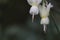 Narcisus white flowers close up