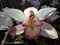 Naree Slipper Orchid