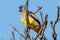 Naretha Bluebonnet in South Australia