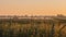 Narew National Park in Poland at sunrise. Stunning landscape with amazing mist over the Narew river. Narwianski Park Narodowy