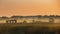 Narew National Park in Poland at sunrise. Stunning landscape with amazing mist over the Narew river. Narwianski Park Narodowy