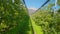 Narrow aisle on apple plantation leads to distant mountain