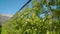 Narrow aisle stretches between rows of yellow apple trees