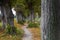 Narrow avenue or allee with old lime trees on both sides and a winding footpath in early autumn, Warin, Mecklenburg-Western