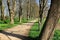 A narrow avenue lined with old trees in the park with spring flowers at the edge of the road