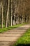 A narrow avenue lined with old trees in the park with spring flowers at the edge of the road