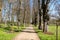 A narrow avenue lined with old trees in the park with spring flowers at the edge of the road