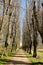 A narrow avenue lined with old trees in the park with spring flowers at the edge of the road