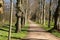 A narrow avenue lined with old trees in the park with spring flowers at the edge of the road