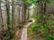 Narrow Boardwalk Footpath Through Dense Woods