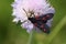 Narrow-bordered five-spot burnet