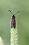 Narrow-bordered Five-spot Burnet butterfly sitting on a straw