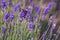Narrow-bordered five-spot burnet on lavender flower