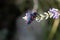 Narrow-bordered five-spot burnet, Zygaena lonicerae, on a flower