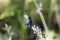 Narrow-bordered five-spot burnet, Zygaena lonicerae, on a flower