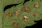 Narrow Buckler-Fern Dryopteris carthusiana.Indusiate Sori Closeup