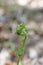 Narrow buckler-fern Dryopteris carthusiana leaves