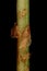 Narrow Buckler-Fern Dryopteris carthusiana. Stipe Detail Closeup