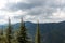 Narrow cedar trees at Troodos mountains in Cyprus